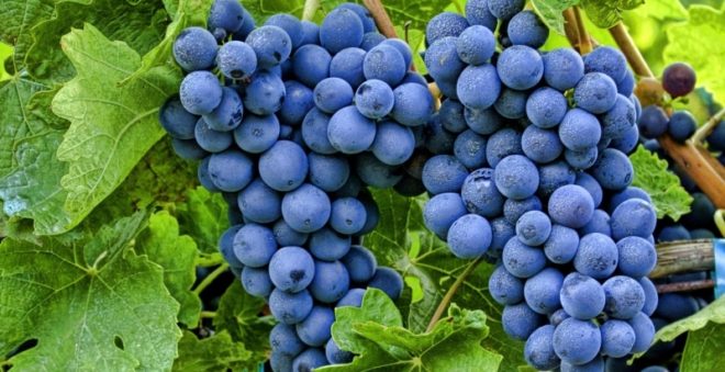 Виноградарство - одне з найулюбленіших занять садівників