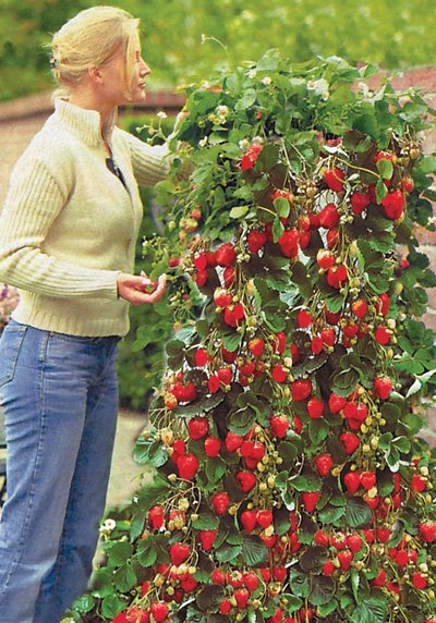 На вашій ділянці з'явиться цікаве пристосування для вирощування полуниці або суниці