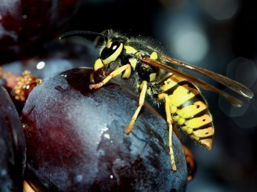 Спочатку виноград вже могли клюнути птиці, але ос це не зупиняє - вони проколюють тонку шкірку поруч з місцем найбільшого скупчення фруктози, поглинаючи сік