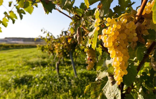 У наші дні цей штам винограду відомий також під назвою білий бургундський