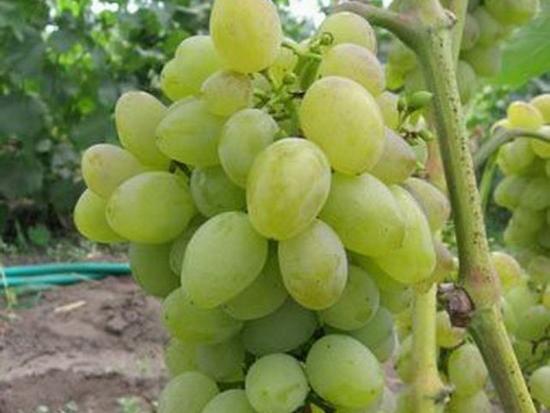 Гроно у винограду БАКЛАНОВСЬКИЙ помірно - щільна